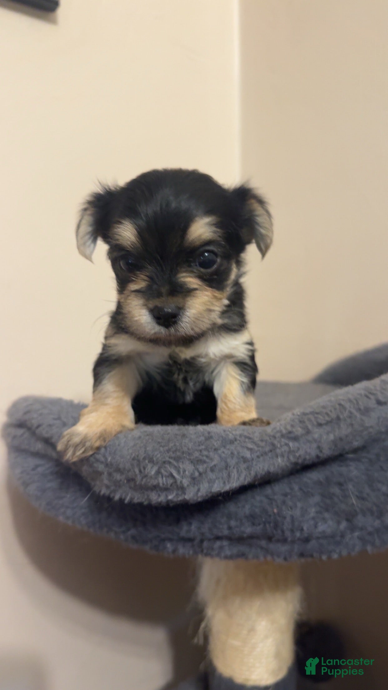 Morkie dogs for sale: Morkie Female 2 - Ad 1