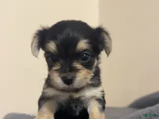Morkie dogs Morkie Female 2 - Ad 5