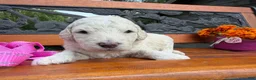 Goldendoodle dogs for sale: Rosé (Girl) - Ad 1