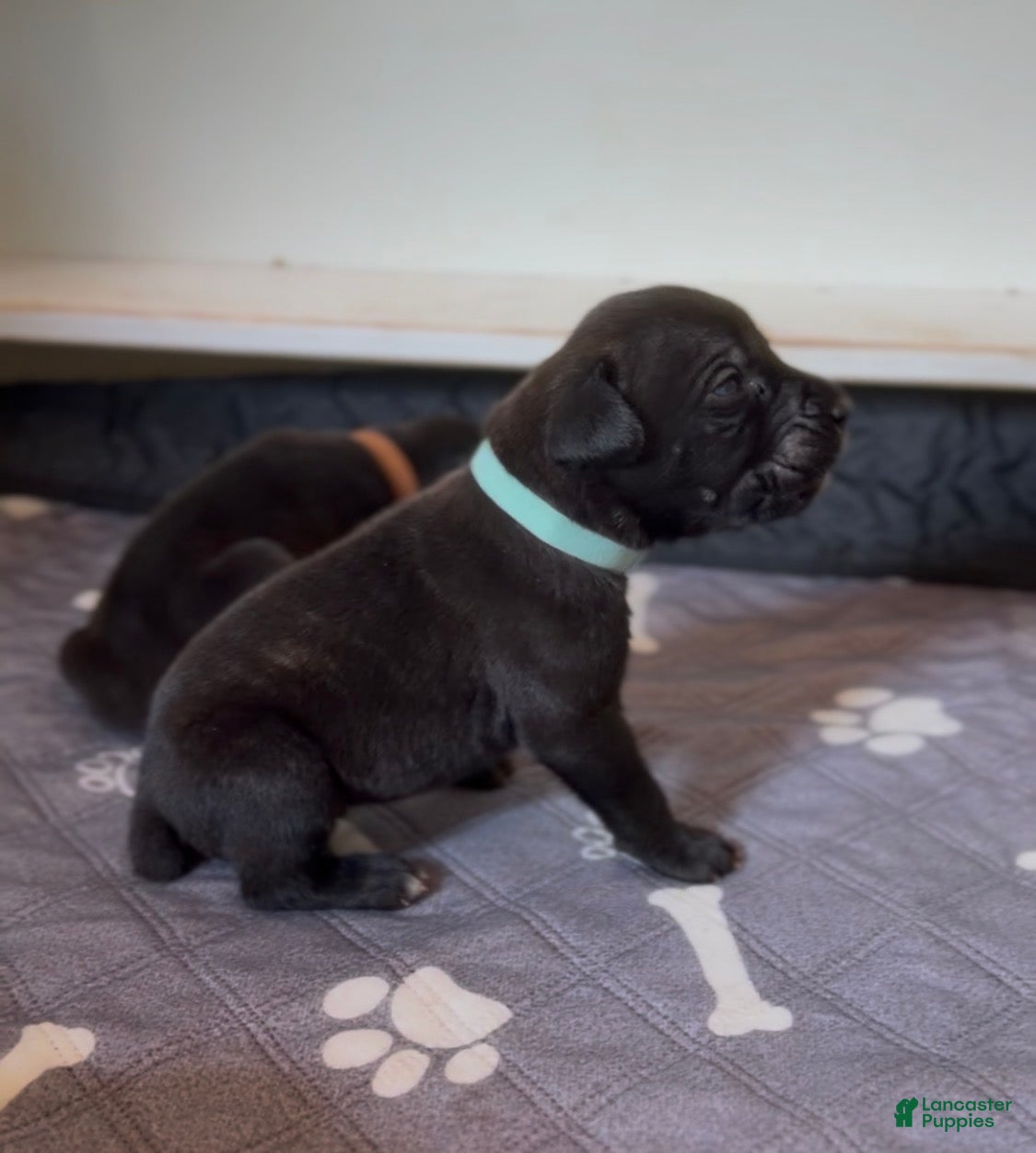 Cane Corso (Cane Corso, Male) in Pauline, SC