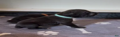 Teal collar