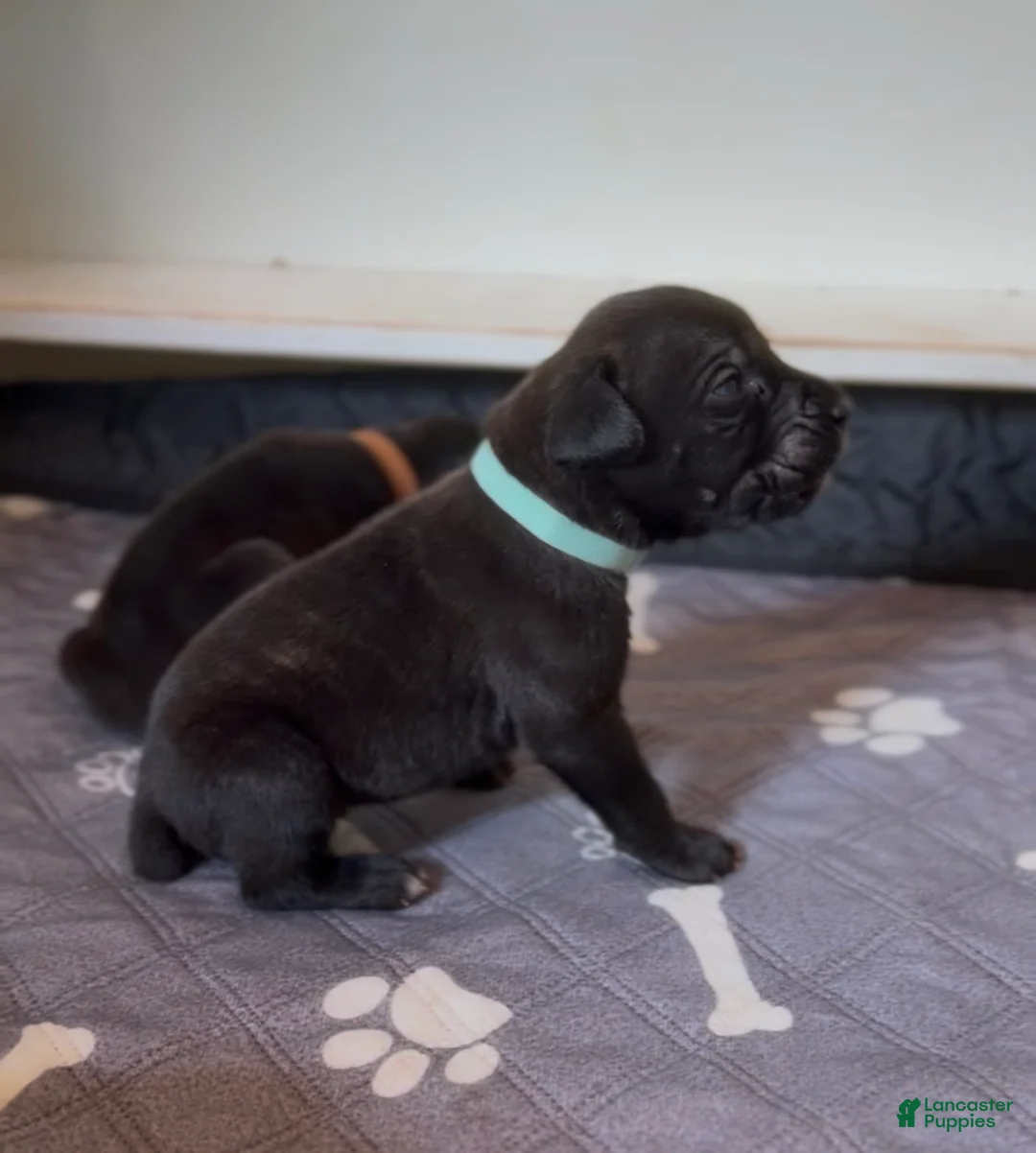 Cane Corso dogs for sale: Teal collar - Ad 1