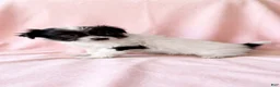 Mixed Breed dogs for sale: Winnie - Ad 3