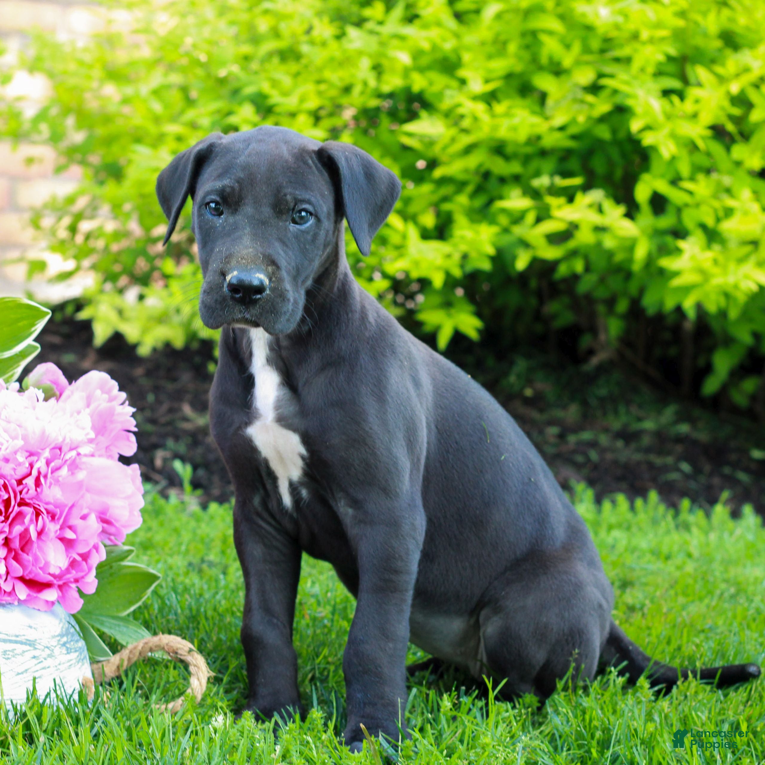 Great Dane dogs Rylie  - Ad 2