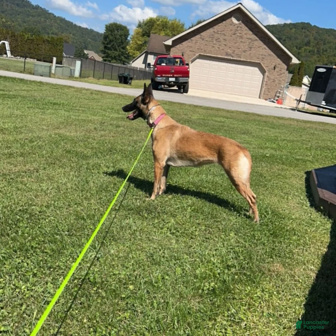 Gallery Image {{count}}