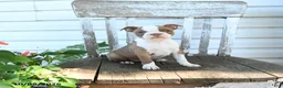 Boston Terrier dogs for sale: Bella   - Ad 3