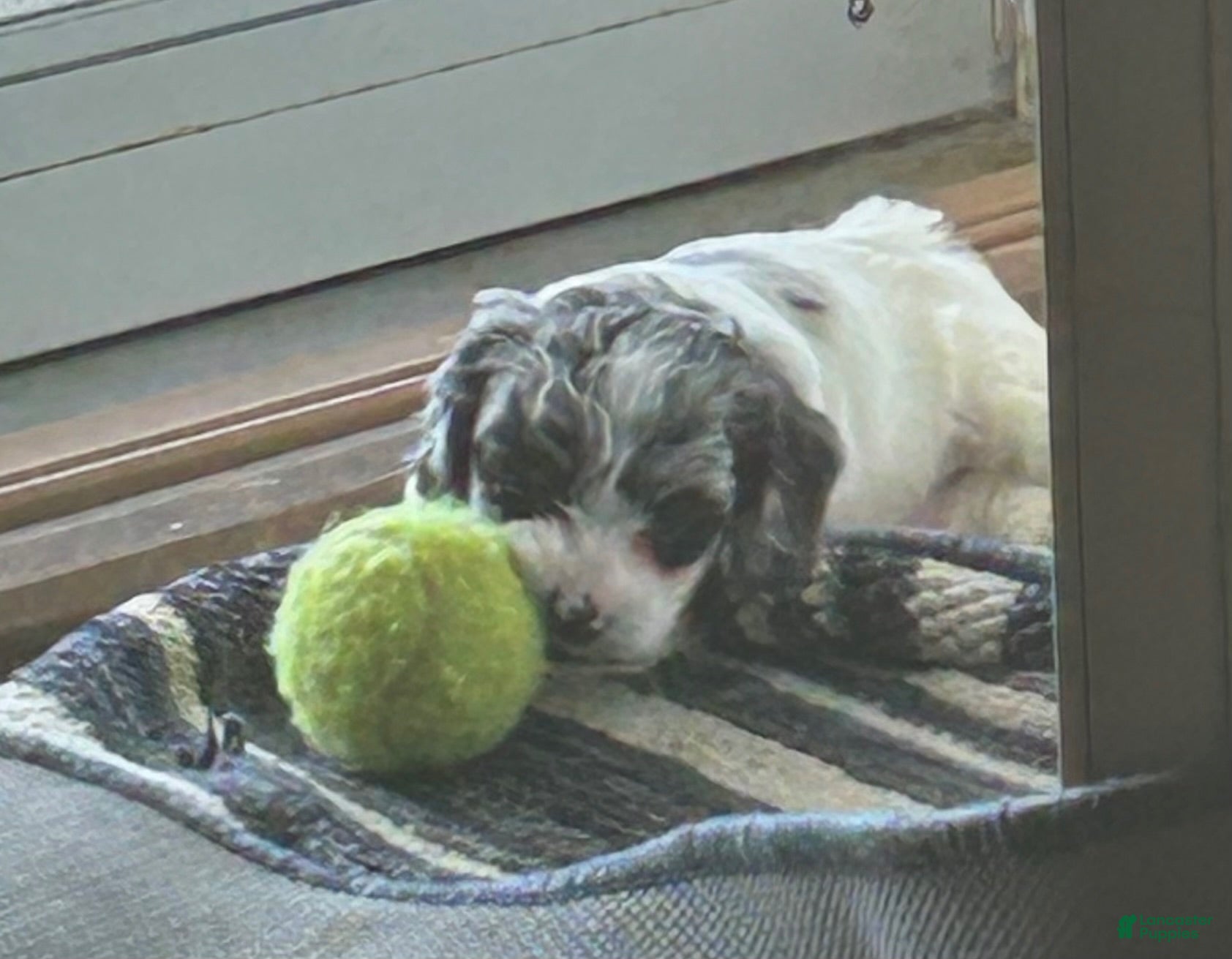 Cockapoo dogs Grey - Ad 1