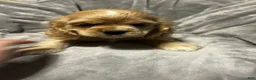Cocker Spaniel dogs for sale: Black/Tan Female # 2 - Ad 11