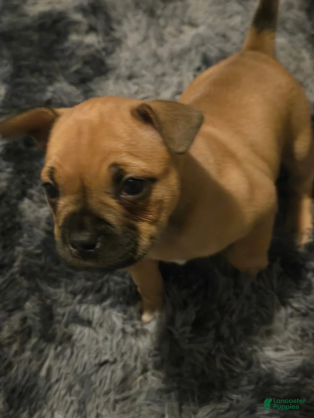 Mixed Breed dogs for sale: Mixed Breed 2 - Ad 2