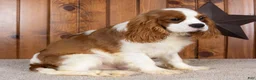 Cavalier King Charles Spaniel dogs for sale: Devon - Ad 3