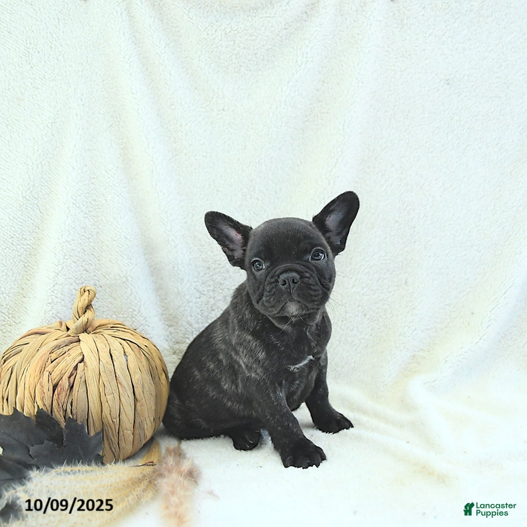French Bulldog dogs for sale: Boone - Ad 7