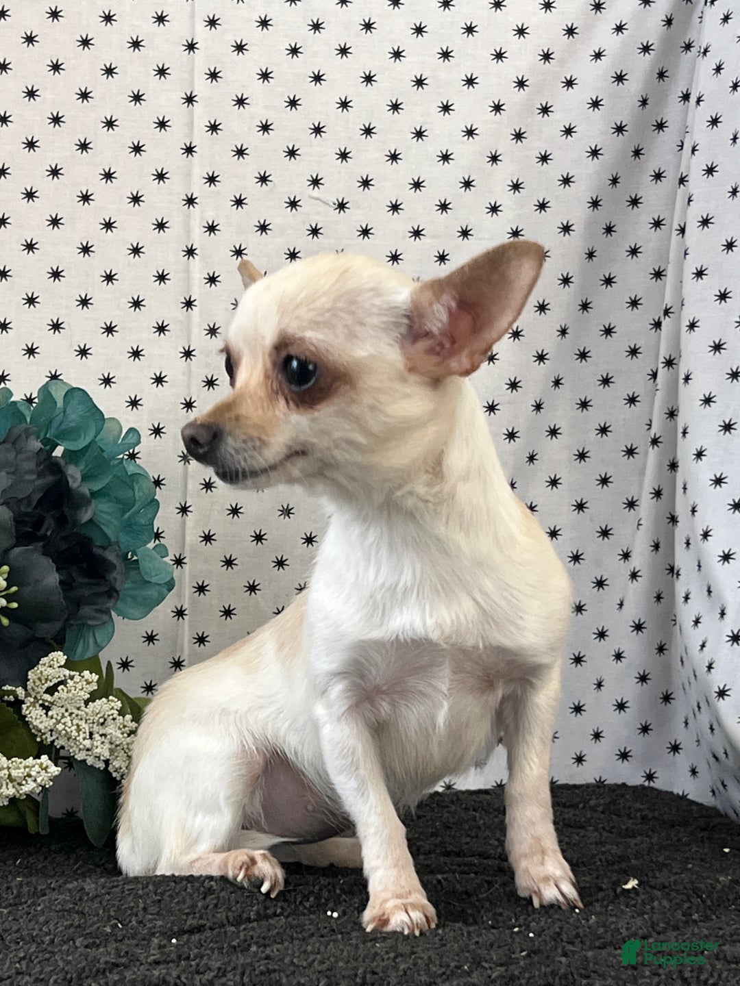 Chihuahua dogs for sale: Apple - Ad 2