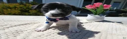 Jack Russell Terrier dogs for sale: Jack Russell Terrier Puppy 2 Whisper - Ad 5