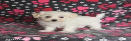 Maltese dogs for sale: Frost  - Ad 3