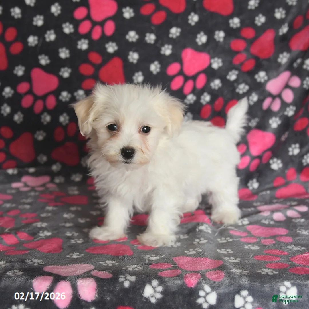 Maltese dogs for sale: Frost  - Ad 3
