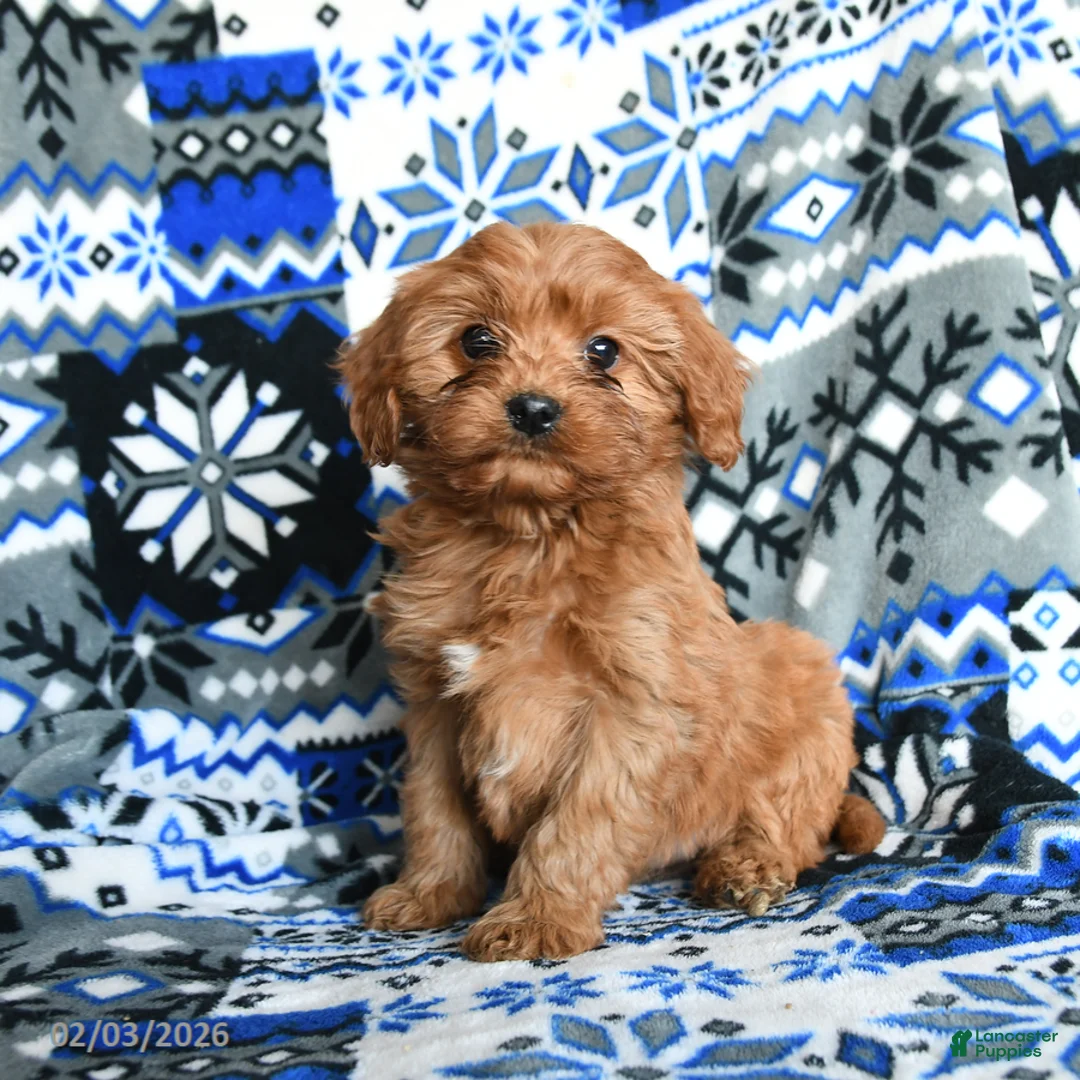 Cavapoo dogs for sale: Snuggles   - Ad 4