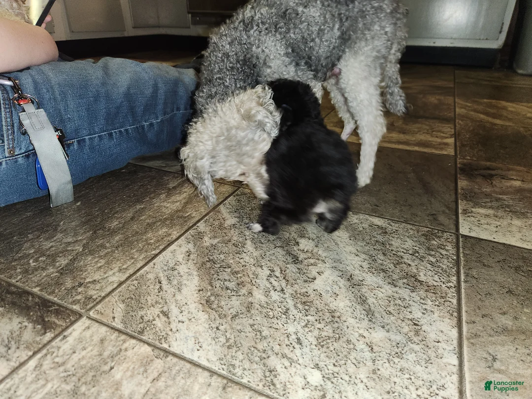 Havapoo dogs for sale: Havapoo Puppy 1 - Ad 17