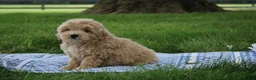 Mini Goldendoodle dogs for sale: Tilly - Ad 6