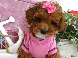 Toy Poodle dogs for sale: Saylor - Ad 2
