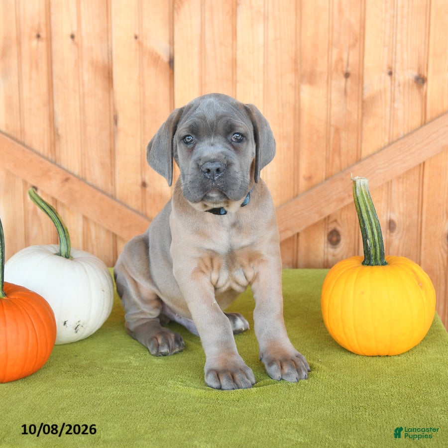 Cane Corso dogs Chief - Ad 1