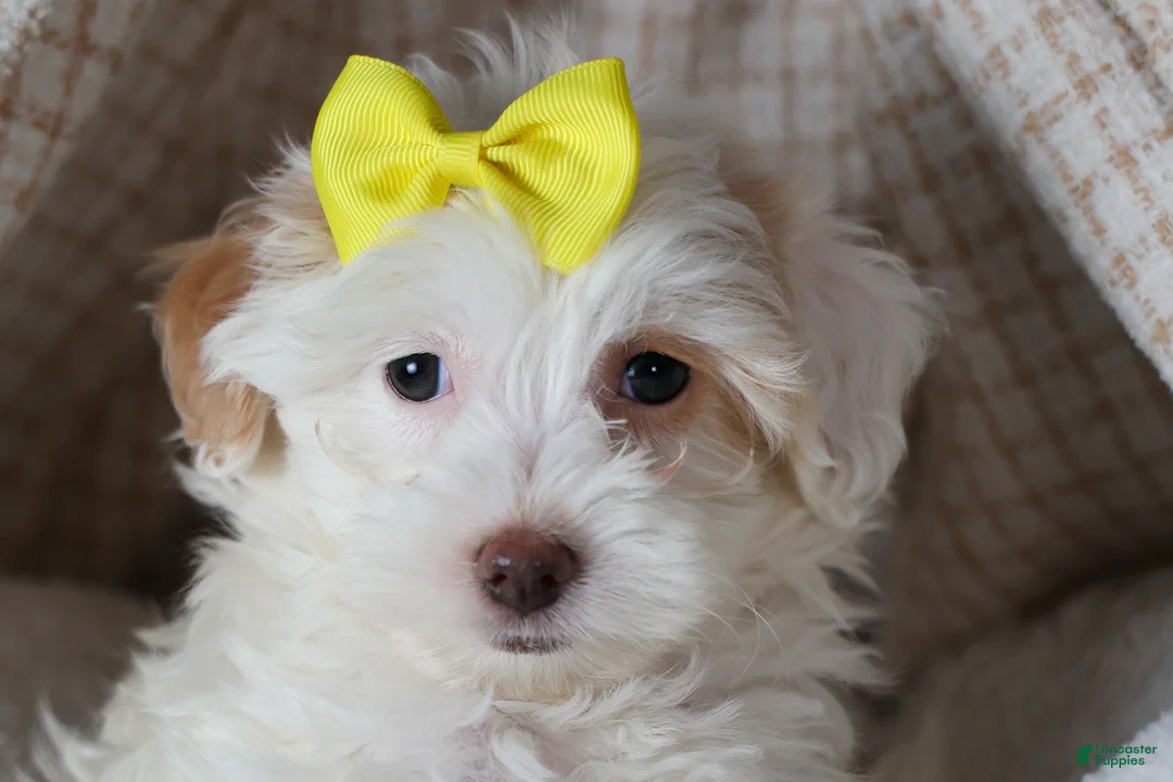 Havapoo dogs for sale: FRANNY - Ad 10