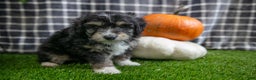 Mini Aussiedoodle dogs for sale: Scooter - Ad 3
