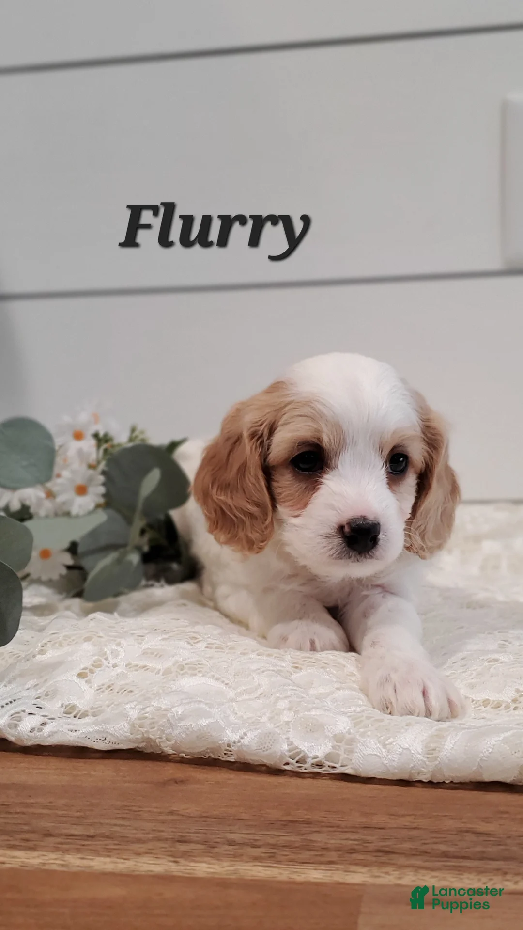 Cavapoo dogs for sale: Flurry  - Ad 5