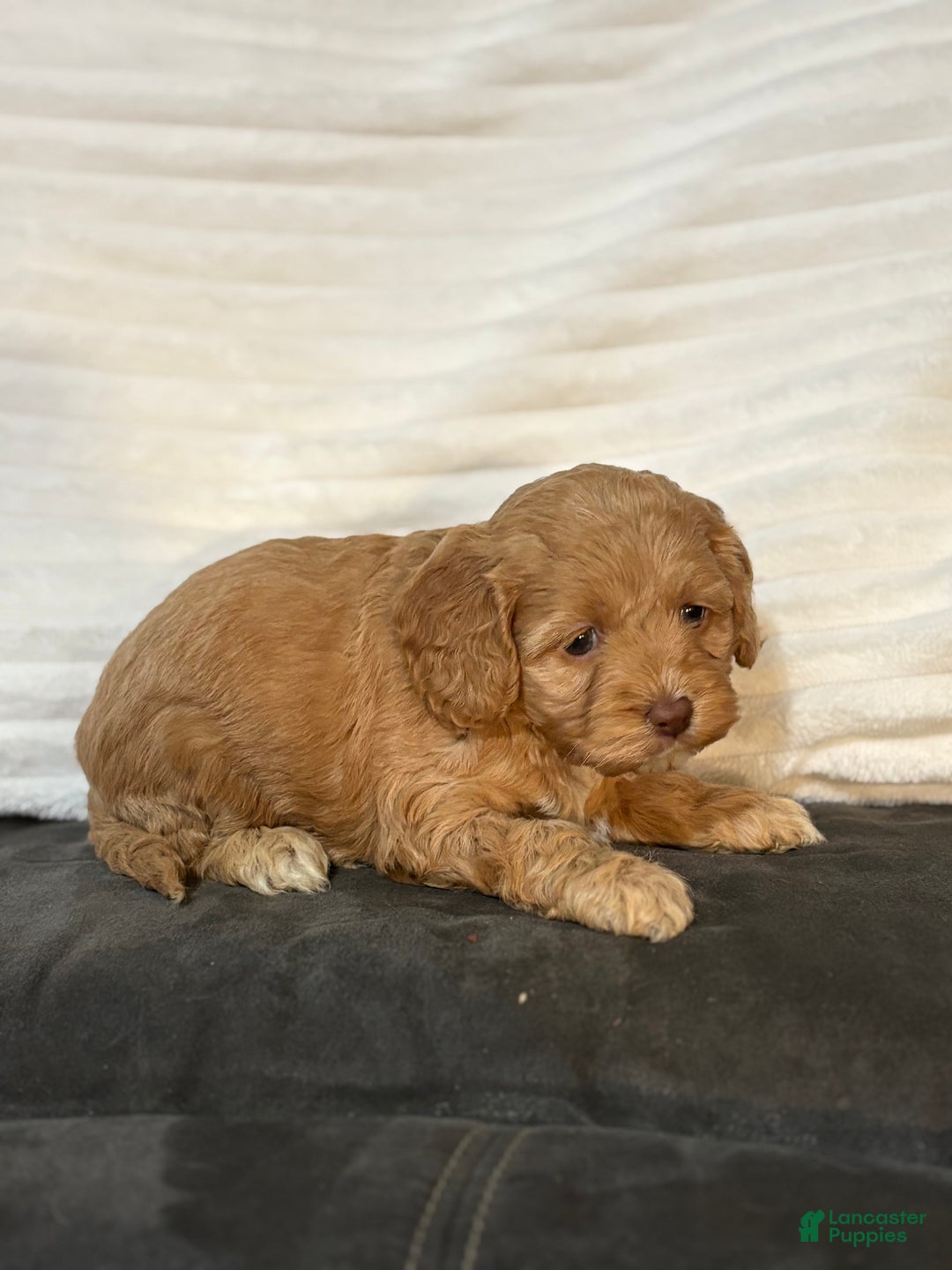Cockapoo dogs for sale: Ellie - Ad 6