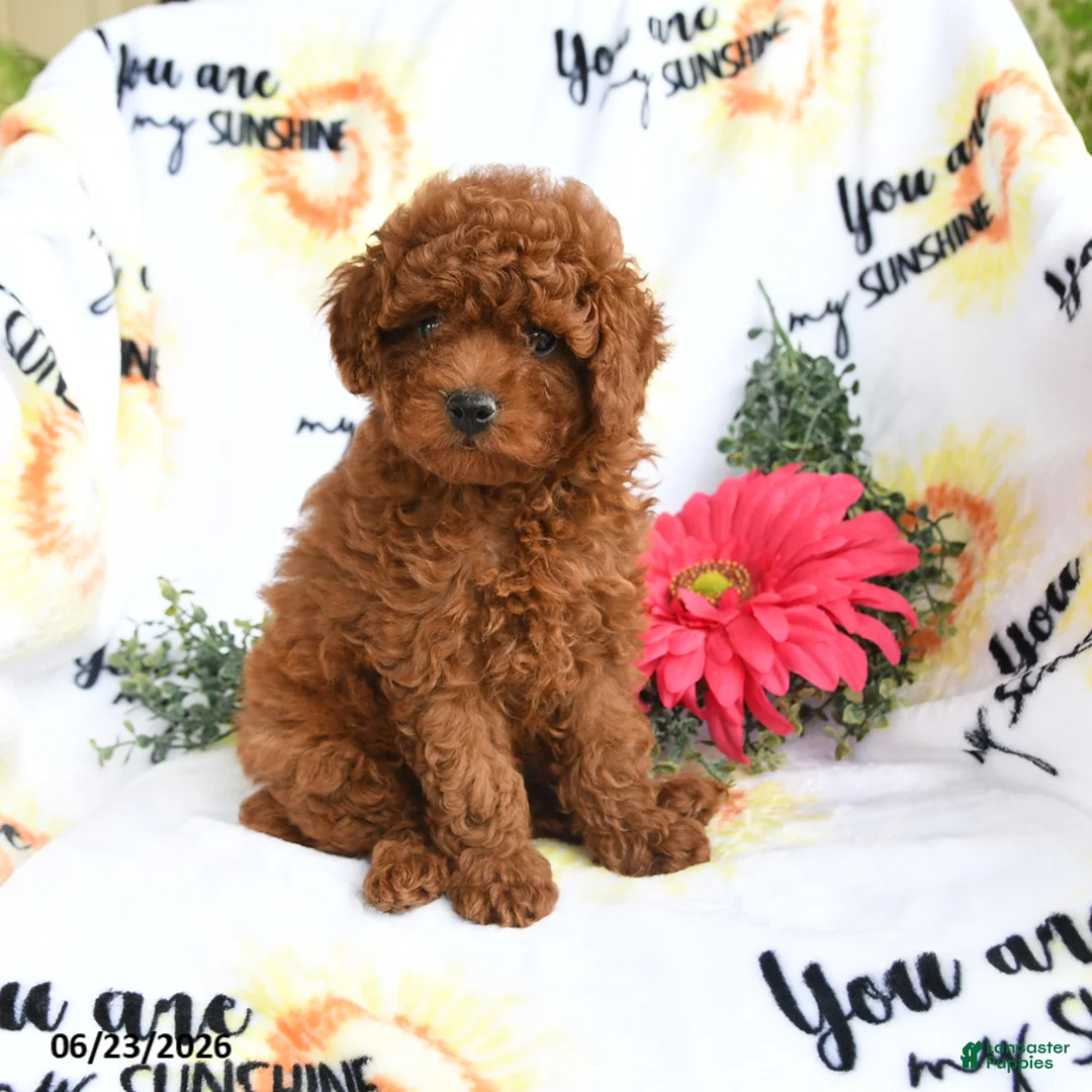 Toy Poodle dogs for sale: Cuddles - Ad 1