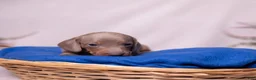 Miniature Dachshund dogs for sale: Rollo - Ad 4