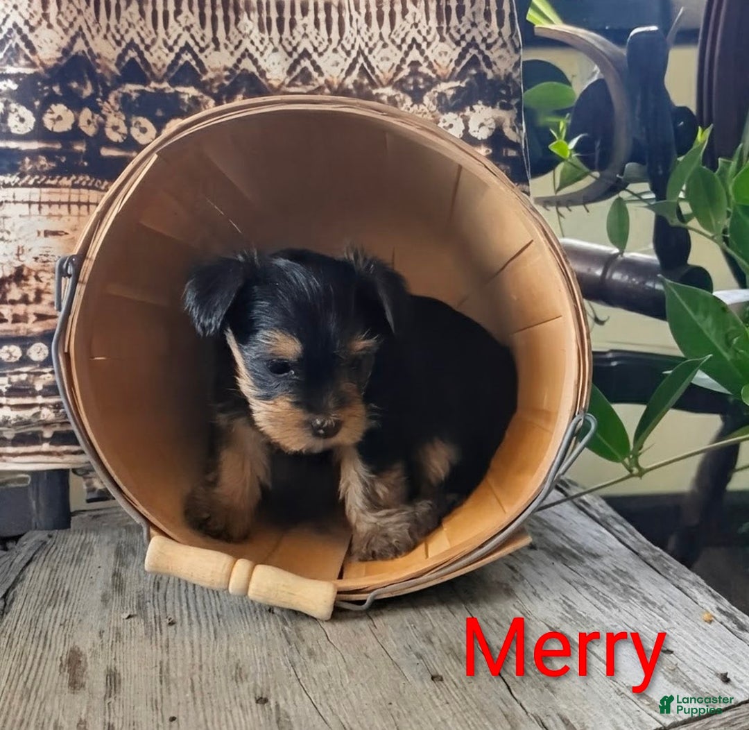 Yorkshire Terrier dogs for sale: Merry - Ad 3