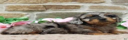 Miniature Dachshund dogs for sale: Poppy - Ad 3