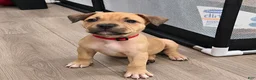 American Bully dogs for sale: Rosey - Ad 2