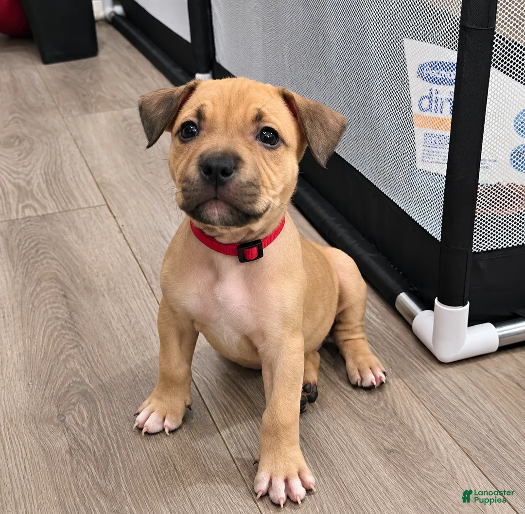 American Bully dogs for sale: Rosey - Ad 2
