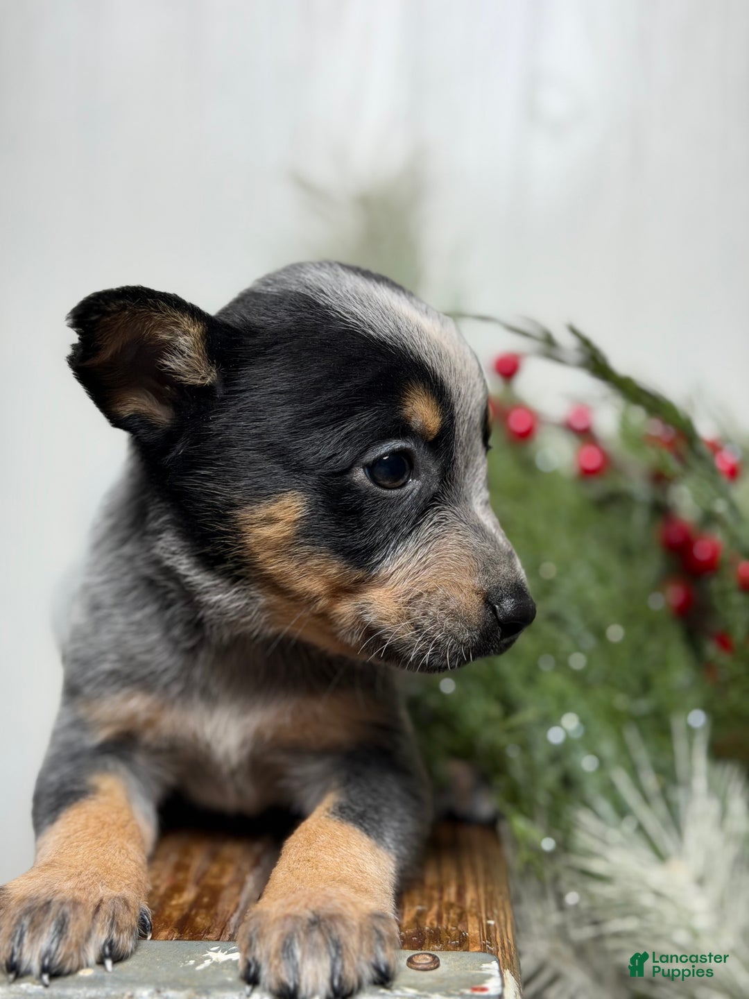 Australian Cattle Dog dogs for sale: Australian Cattle Dog Puppy 8 - Ad 3
