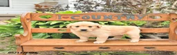 Golden Retriever dogs for sale: Dora - Ad 3