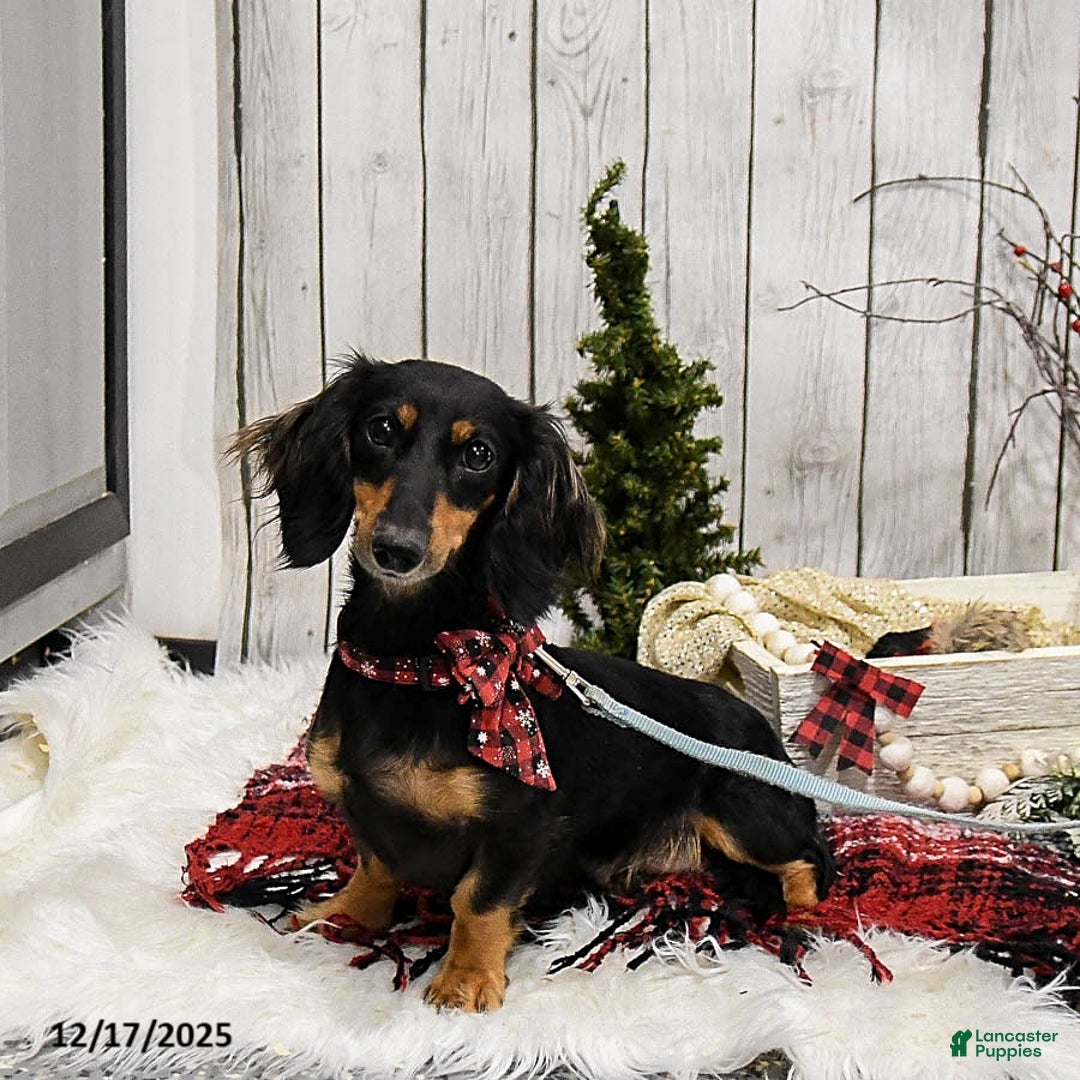 Miniature Dachshund dogs for sale: Wilbur - Ad 6