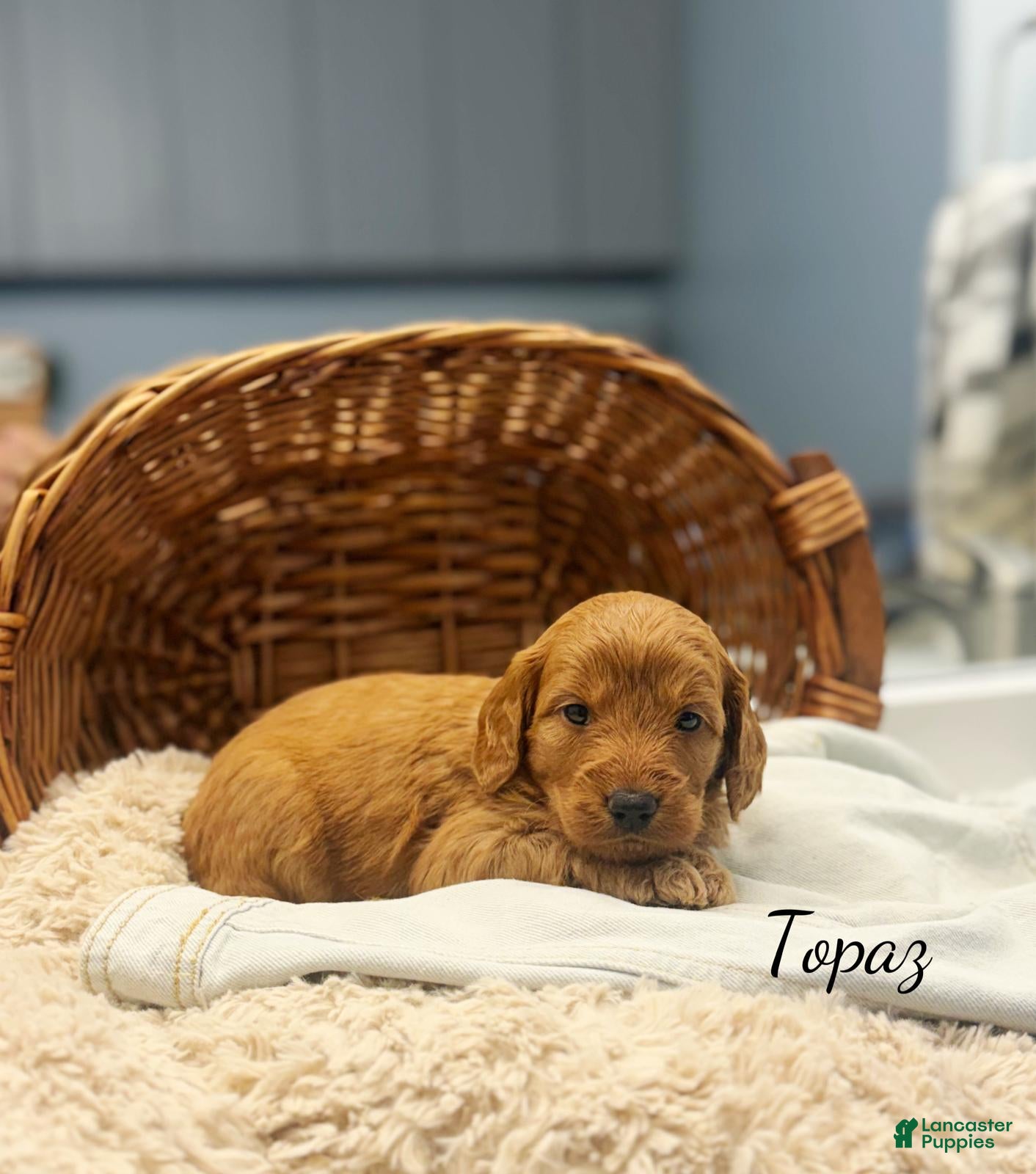 Mini Goldendoodle dogs Topaz - Ad 2