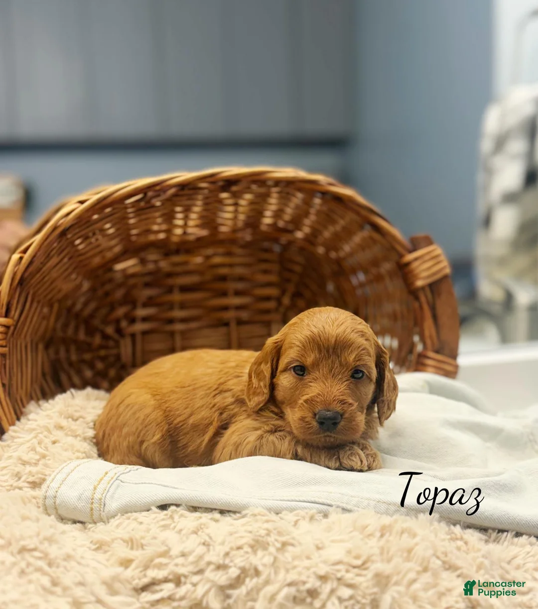 Mini Goldendoodle dogs for sale: Topaz - Ad 2