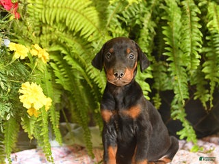 Doberman Pinscher dogs - Ad 33