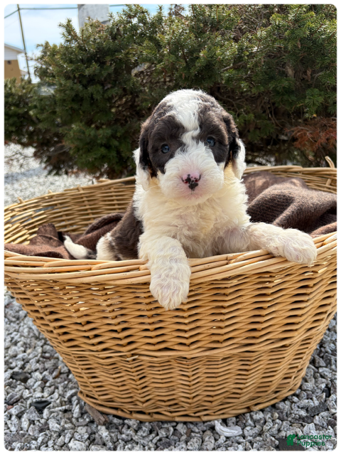Sheepadoodle dogs Jack - Ad 26