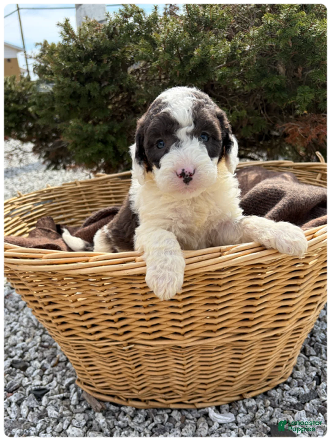 Sheepadoodle dogs for sale: Jack - Ad 1