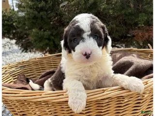 Sheepadoodle dogs Jack - Ad 26