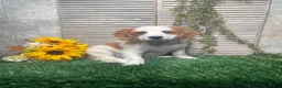 Mixed Breed dogs for sale: Patrick - Ad 4