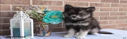 Pomsky dogs for sale: Patrick - Ad 1