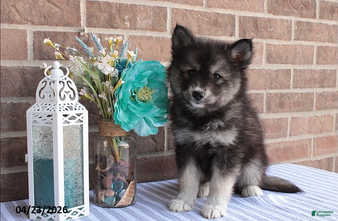 Pomsky dogs for sale: Patrick - Ad 1