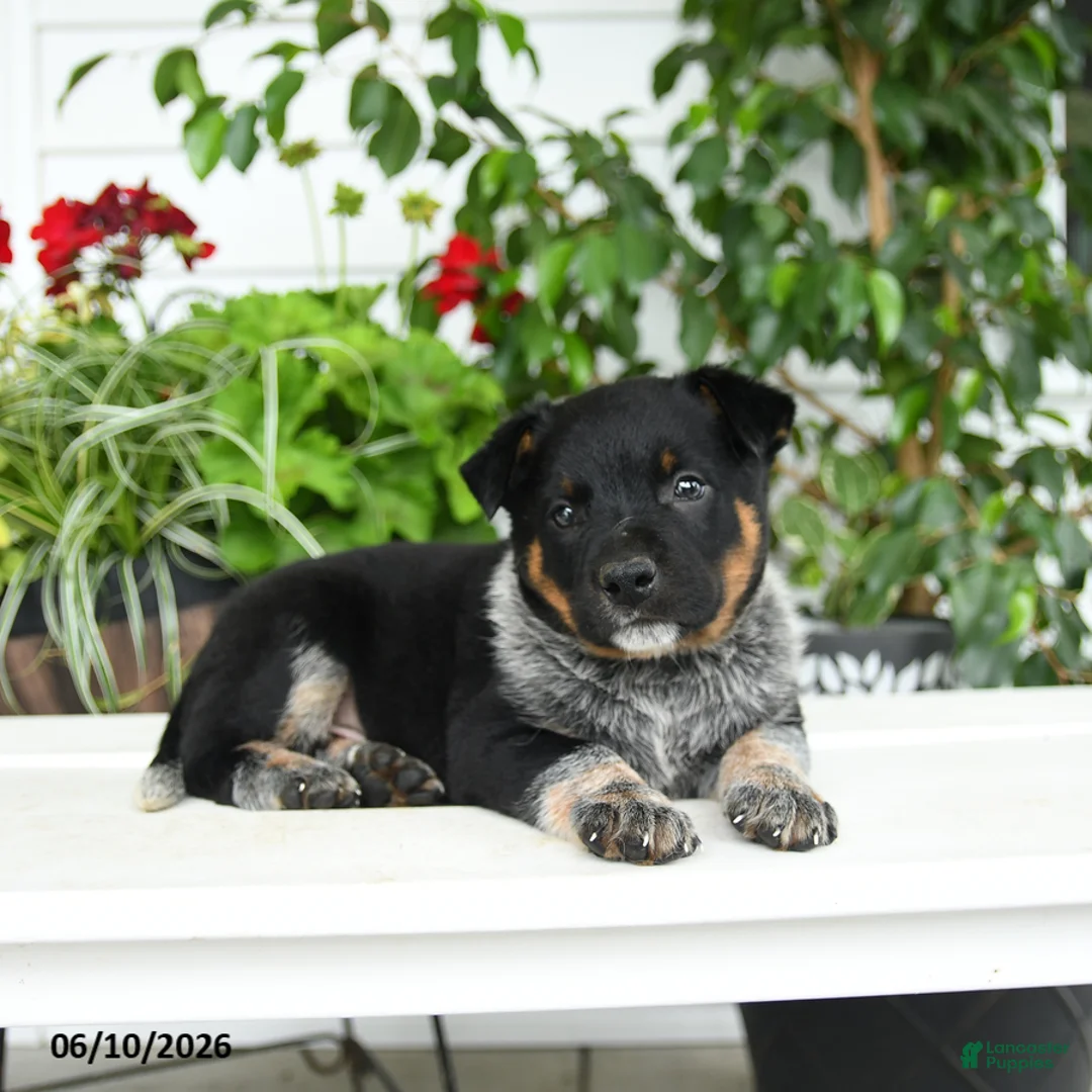 Australian Cattle Dog dogs for sale: Chase - Ad 2