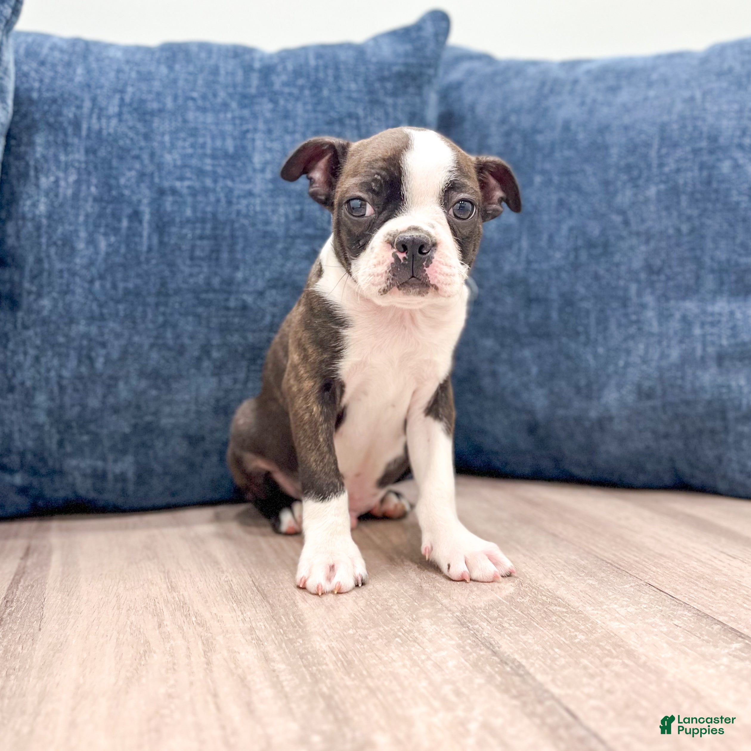 Boston Terrier dogs for sale: Finn - Ad 1