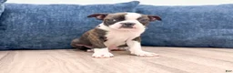 Boston Terrier dogs for sale: Finn - Ad 1