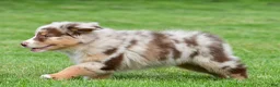 Australian Shepherd dogs for sale: Derek - Ad 10